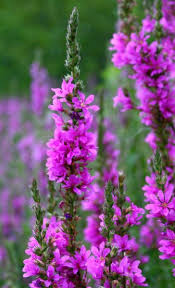 Maybe you would like to learn more about one of these? Purple Loosestrife Purple Loosestrife Beautiful Blooms Pretty Flowers