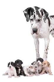 Free from harm or evil. Great Dane Puppies Phoenix Az Petsidi