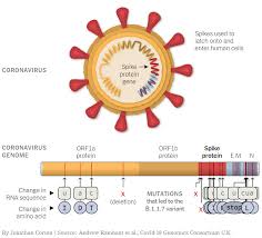 Explore literature, identify clinical trials, and compounds used in them. New Sars Cov2 Mutations Variant Of Concern 202012 01 Variant B 1 1 7 Ingenetix