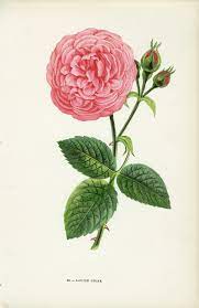 Spruce tree one rose small rose rose buds fourth of july bloom the incredibles plants plant. Fichier Louise Odier1 Jpg Wikipedia