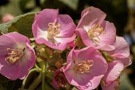 Image result for Dombeya burgessiae
