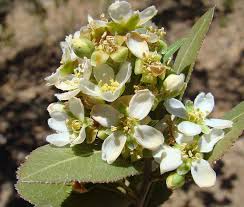 Image result for Rhamnaceae