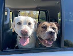 Has anyone done dog treats as favors, what did you use for treats,  packaging, stickers, etc. and did you do anything for your guests that  don't have dogs?