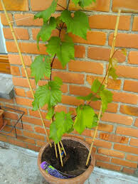 Les premiers fruits apparaissent entre 3 et 5 ans après plantation. Articles De Virginie 376 Tagges Comment Cultiver Une Vigne En Pot Jardins De Reve Skyrock Com