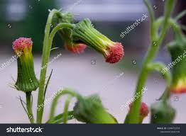 Image result for Crassocephalum crepidioides