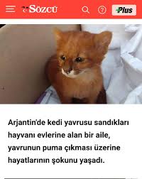 Hayvanlardan Haberler Panosundaki Pin