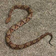Copperhead Very Common In East Texas Poisonous Poisonous Snakes Snake Texas Snakes