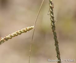 Image result for Paspalum plicatulum