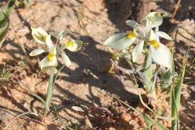 Image result for Moraea carsonii
