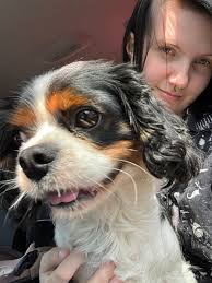 Lost dogs near Chimney Rock