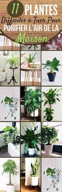 Epingle Par Gwen Ihuel Sur House Plante Plante Interieur Deco Jardin