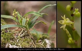 Image result for Angraecum moandense