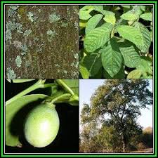 Image result for Berchemia discolor