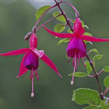 How To Harvest Fuchsia Seeds Ehow Com Fuchsia Seeds Fuchsia Plant Fuschia Plant