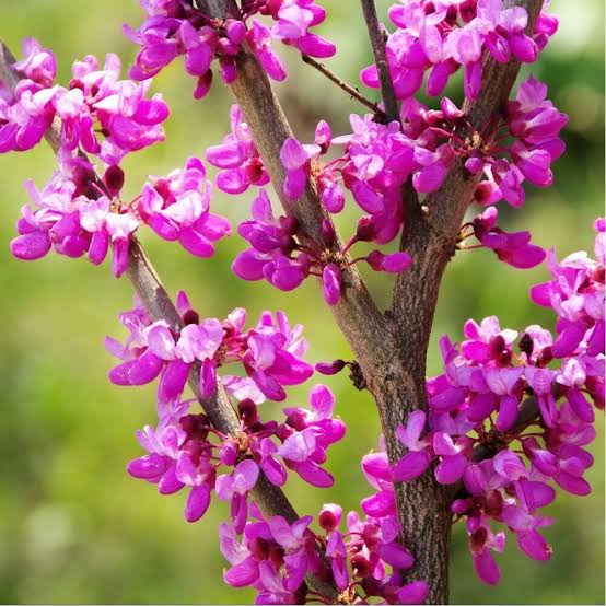 ARBRE DE JUDEE – Pépinières Defontaine