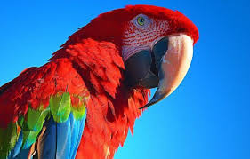 صور طيور البغبغاء الملونة الجميلة عالم الصور Parrot African Grey Parrot Macaw Parrot
