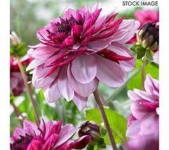 Pinch the top of your dahlia plants above the 4th set of leaves for more blooms. Van Zyverden Dahlias Creme De Cassis Set Of 5 Bulbs Qvc Com