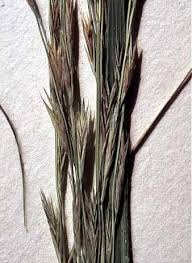 Image result for Leptochloa fusca