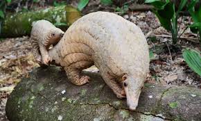 Growing up in vietnam, thai witnessed a mother and baby pangolin being caught and killed by neighbours in his village. Rare Sunda Pangolin Born In Singapore Zooborns