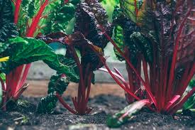 Garden ideas, home garden, tips in life, diy garden, diy, recycling, creativity, crafts. Make Fertilizer With Materials You Have At Home Garden For All