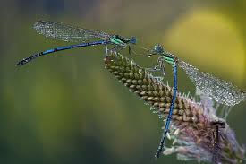 Black Book Winds Of Change Bug Beautiful Macro Photography Snaps Incredible Snaps Beautiful Macro Photography Macro Photography Photography