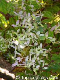 Image result for Congea