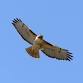 Jr. Ranger Adventure: Laguna Niguel Regional Park event image