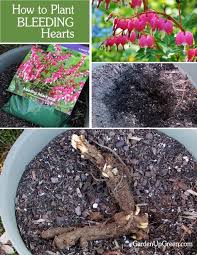 Garden Up Green Startle Garden And Quail Bleeding Hearts Bleeding Heart Plant Garden Vines
