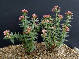 The board of trustees of the royal botanic gardens, kew. Crassula Sarcocaulis Bonsai Crassula World Of Succulents
