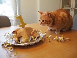 Pembayaran mudah, pengiriman cepat & bisa cicil 0%. Gemas Banget 10 Potret Seru Perayaan Ulang Tahun Kucing Ini Bikin Iri