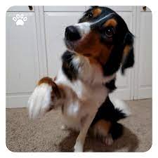 Why Dog Lifts Their Front Paw Read The Article Dogo App