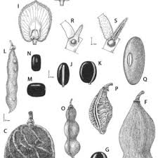 Image result for Ophrestia radicosa