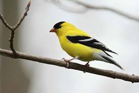 You'll need a dedicated nyger feeer with tiny ports due to the size of the seed. Why And How To Attract Birds To Your Lawn Garden