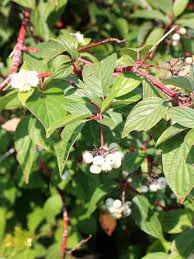 Free for commercial use no attribution required high quality images. Red Osier Dogwood For Sale Treetime Ca