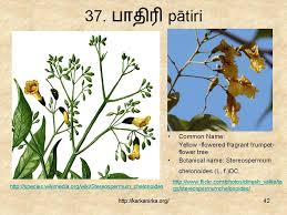 Check spelling or type a new query. 99 Tamil Flowers Kurunjipaatu Flowers 31 40 à®•à®± à®• à®¨ à®± à®•