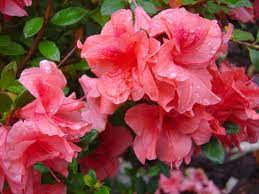 The only nuisance weigela plants present is their frequent need to be cut back in order to maintain shape and encourage bloom production. How To Tell If Your Dog Has Eaten A Poisonous Plant