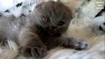 Persian Kittens for Sale - Adoptapet