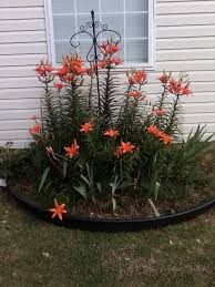 Lilly Garden Lilly Garden Lily Garden Flower Garden