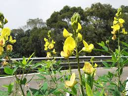 Image result for Crotalaria micans