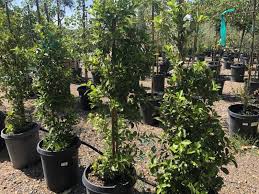 Buy bay laurel trees and get the best deals at the lowest prices on ebay! Bszobmpjl5sjum