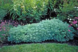 Image result for Artemisia sp.no.1