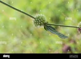 Image result for Leucas capensis