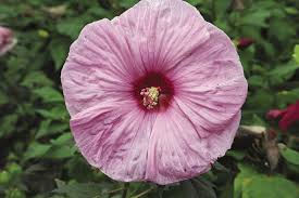 Scientists have also discovered it might have good results in increasing male and female fertility.5. Everything You Need To Know About Hibiscus Finegardening