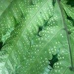 Image result for Tectaria gemmifera