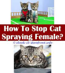 Pin On Cat Spray Deterrent