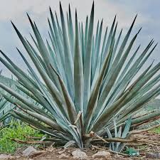 Image result for Agave