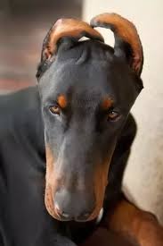 I have 4 golden retriever puppies. At What Age Should You Crop A Doberman S Ears Quora