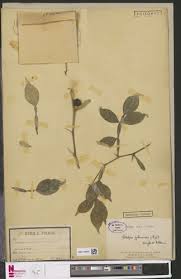 Image result for Citropsis