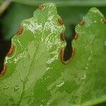 Image result for Blotiella currorii