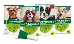 How long does it take flea and tick medicine to dry? Advantage For Dogs Puppies Simple Effective Flea Treatment Prevention